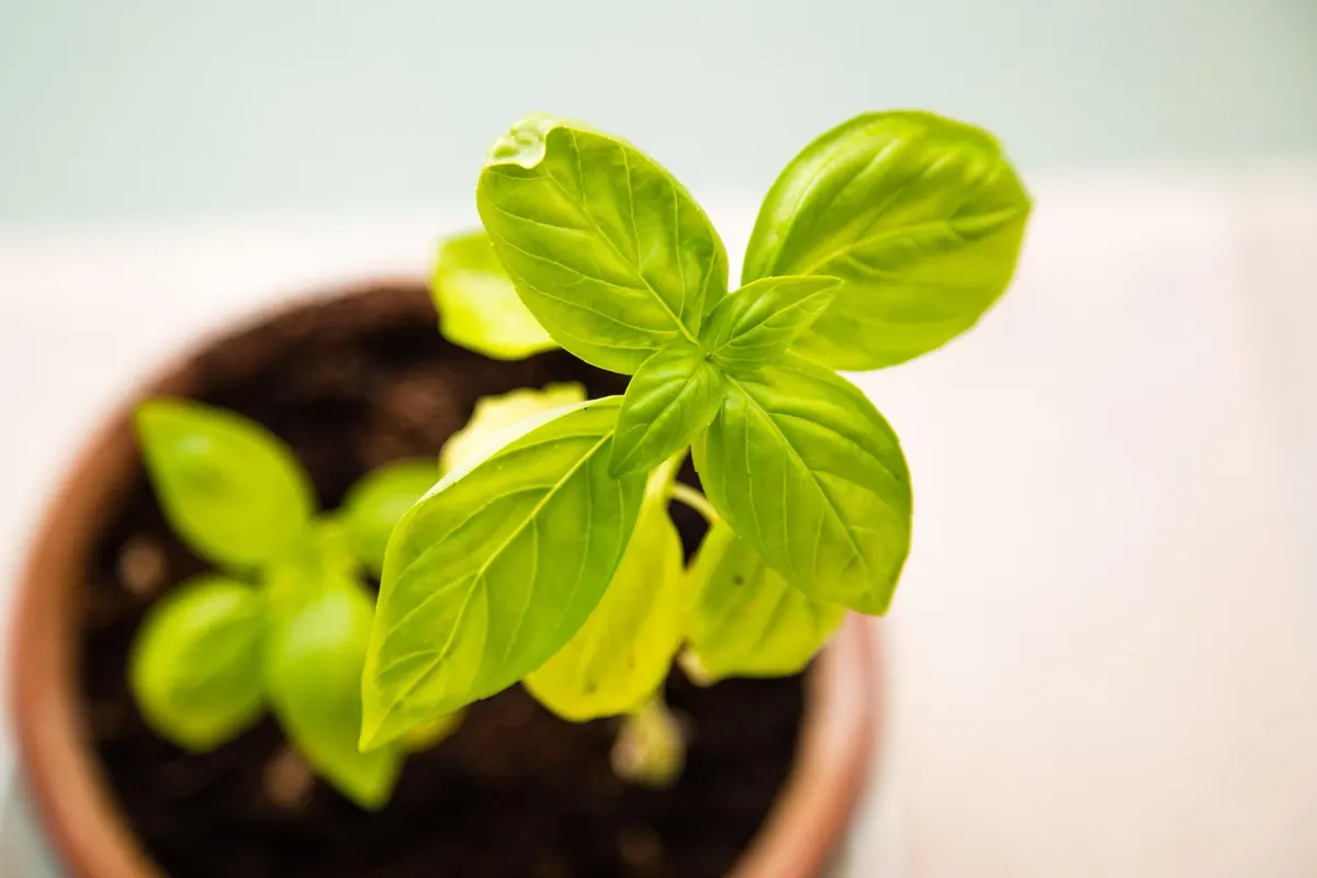 A Beginner's Guide to Growing Herbs in Small UK Spaces