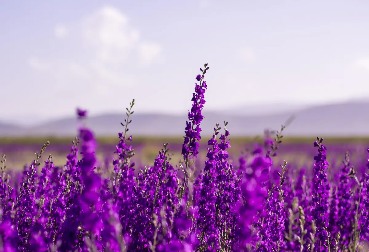 Five Common Mistakes When Planting Lavender in the UK