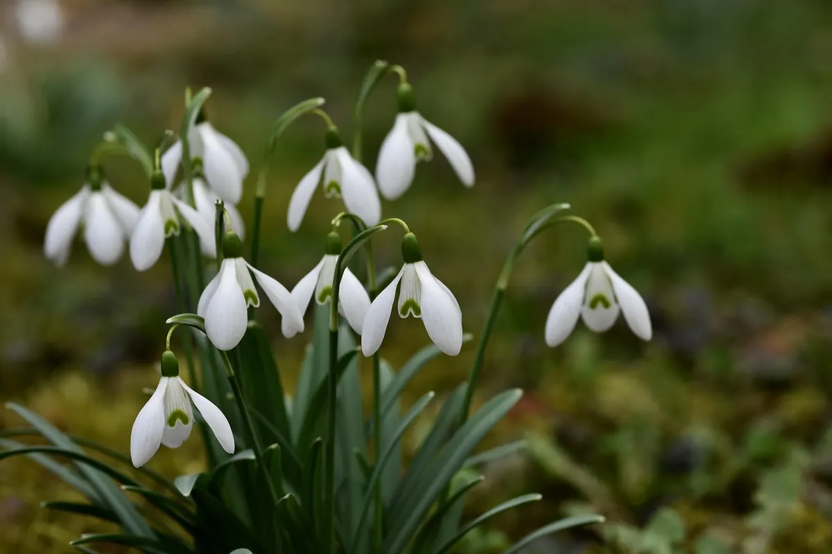 How to Create a Wildlife-Friendly Border in a Small Garden
