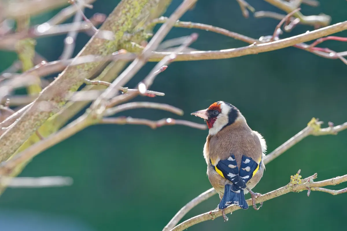 Identifying Common UK Garden Birds by Song in Spring