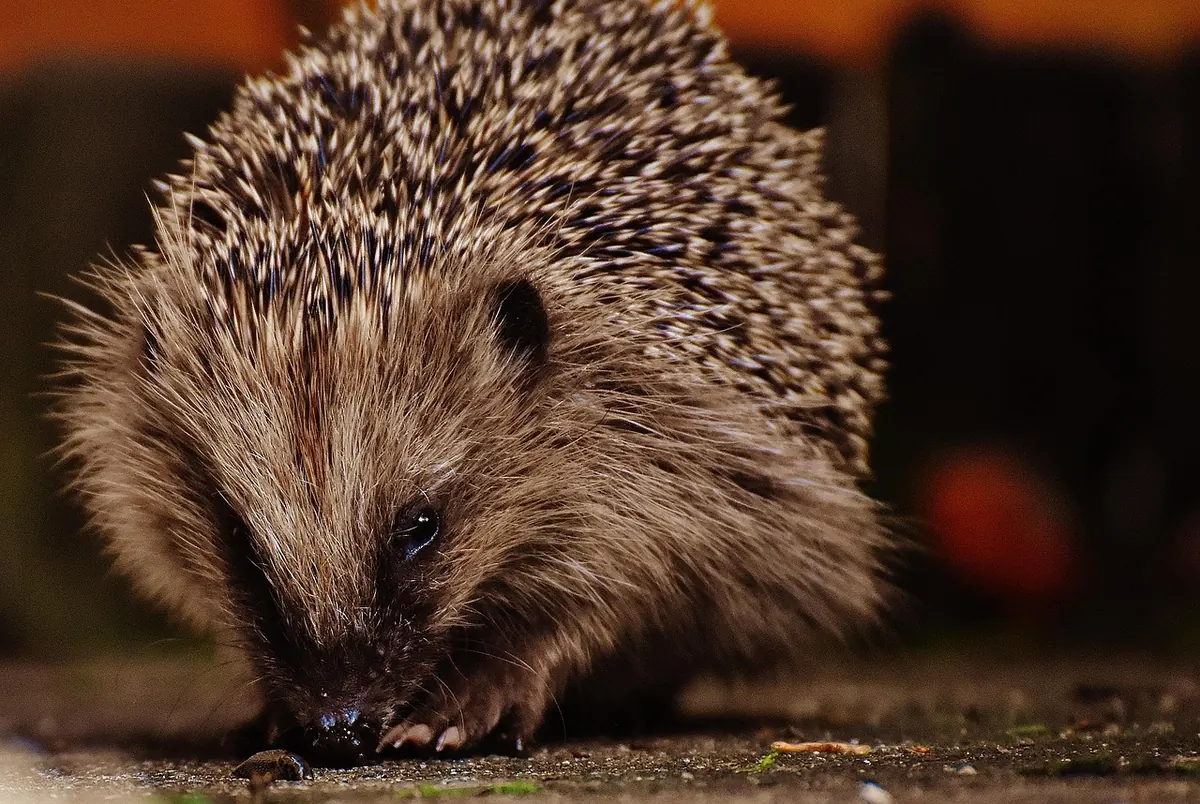 What Nocturnal Garden Visitors Leave Behind: UK Wildlife Signs